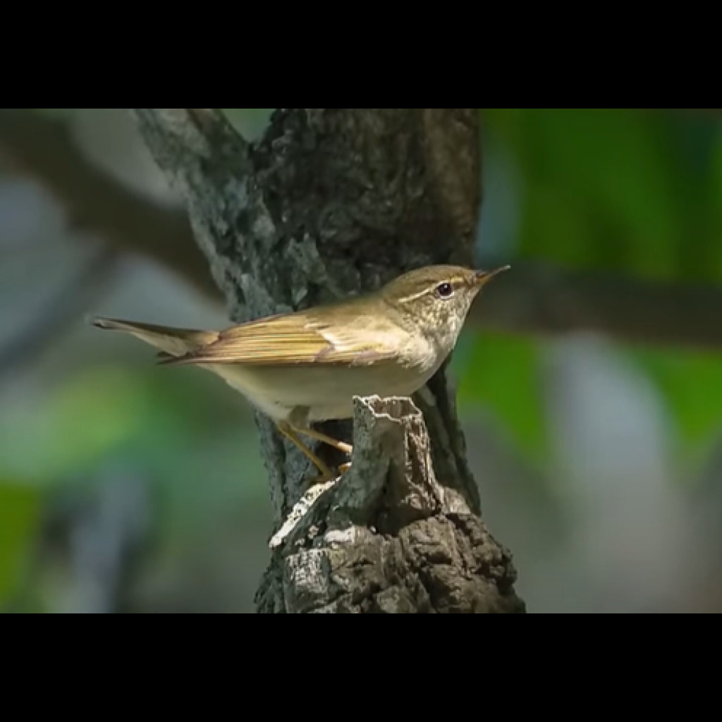 Arctic Warbler