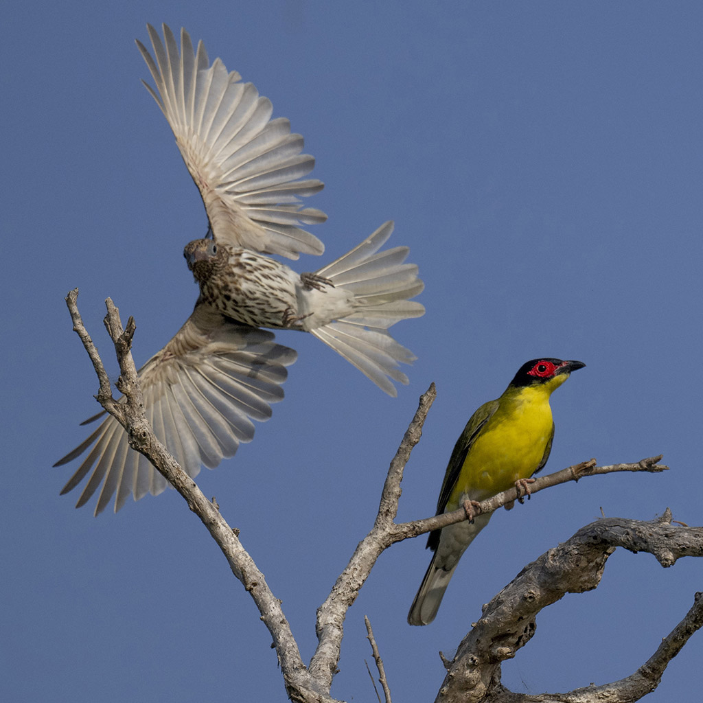 Australasian Figbird