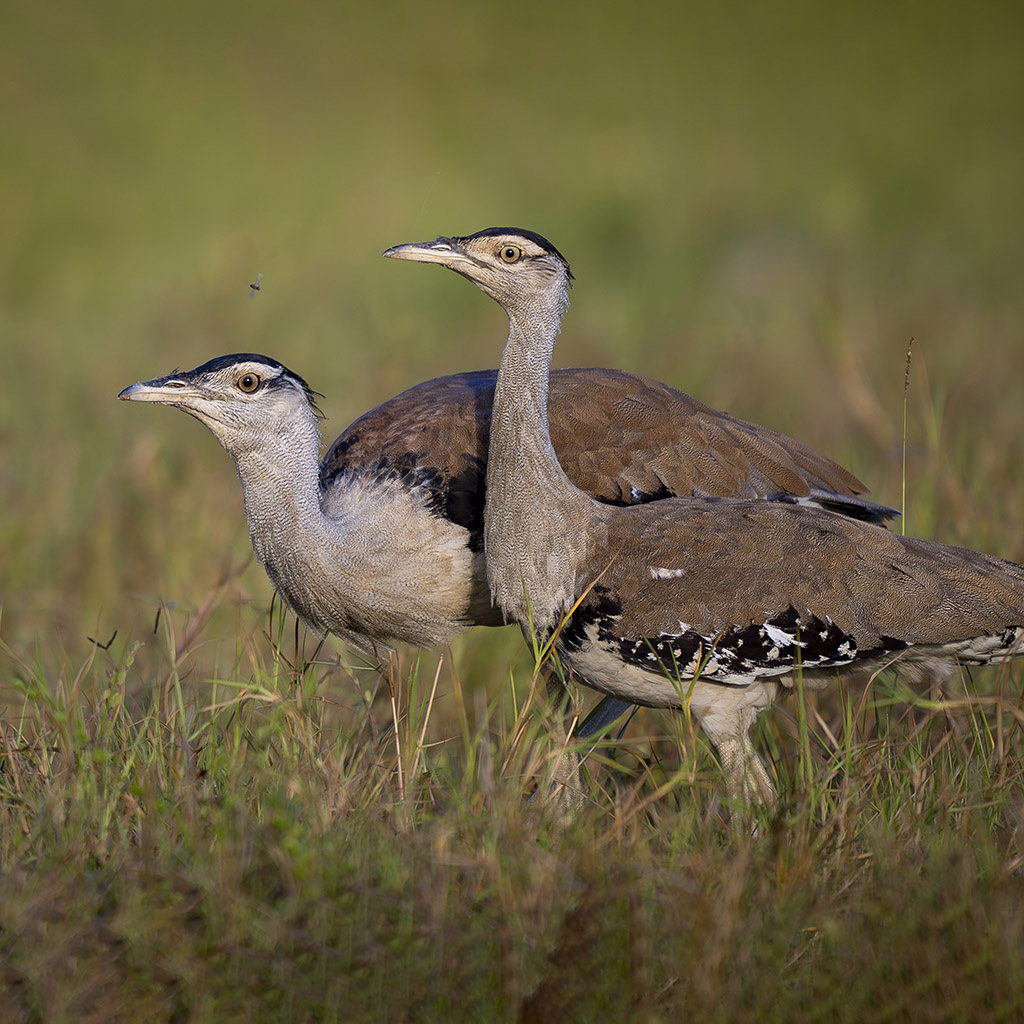 Australian Bustard