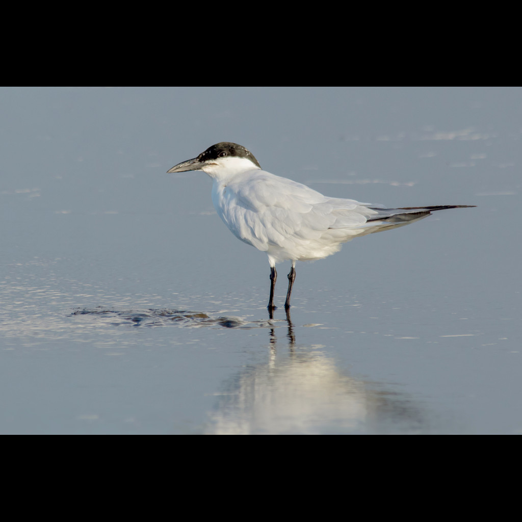 Australian Gull-billed Tern