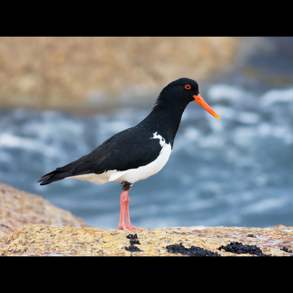 Australian Pied Oystercatcher