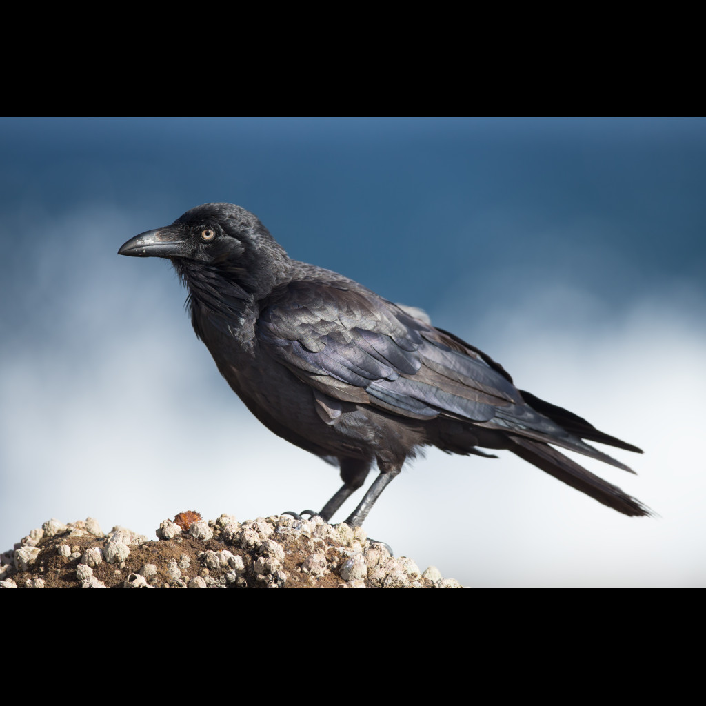 Australian Raven