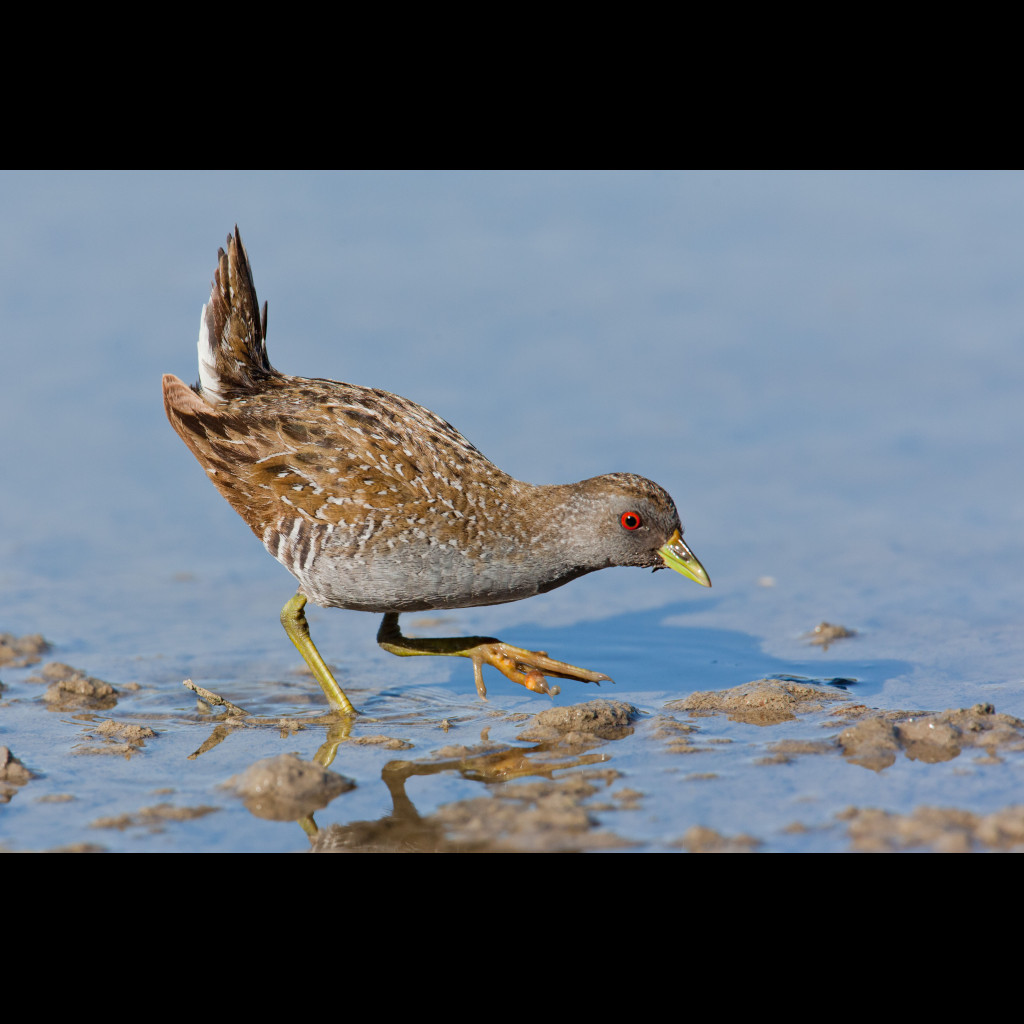 Australian Spotted Crake