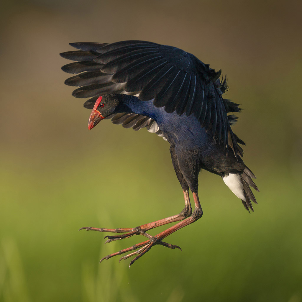 Australasian Swamphen