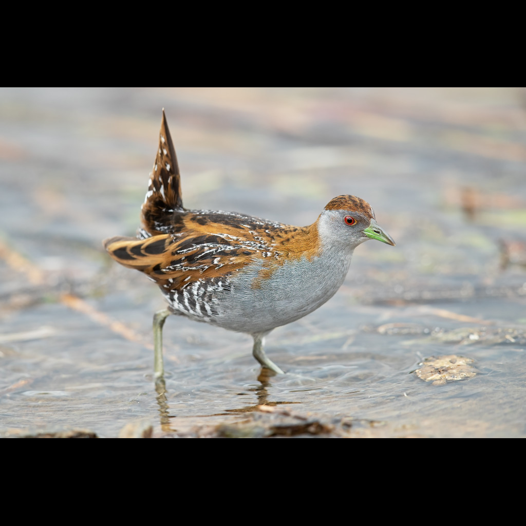 Baillon's Crake