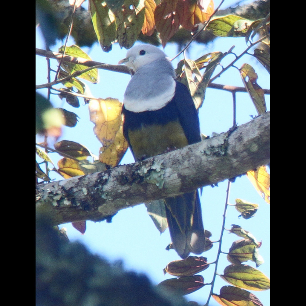 Banded Fruit-Dove