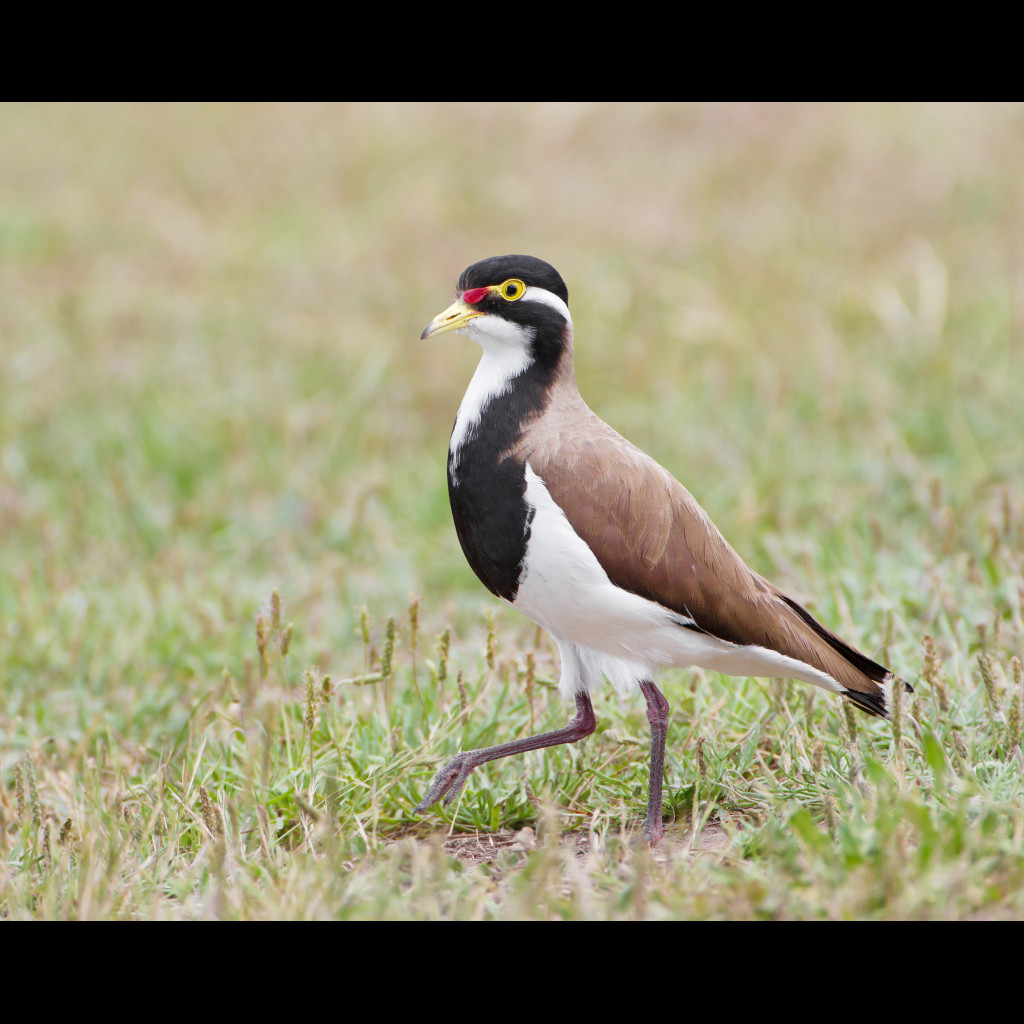 Banded Lapwing