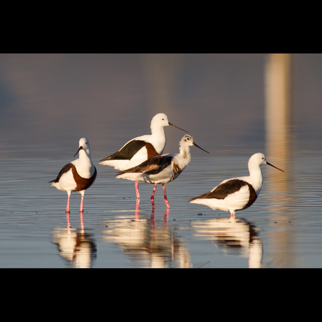 Banded Stilt