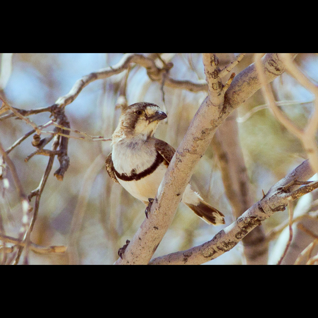 Banded Whiteface