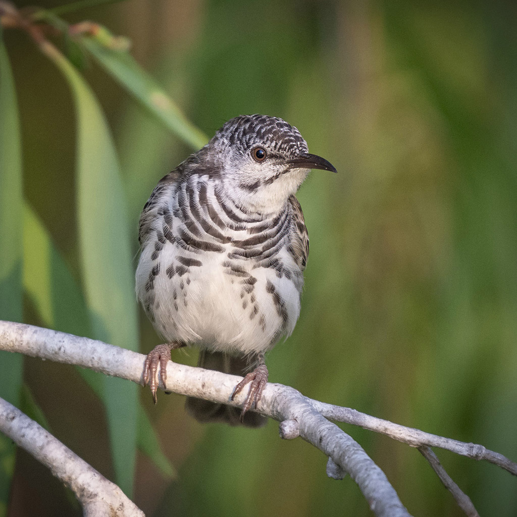 Bar-breasted Honeyeater