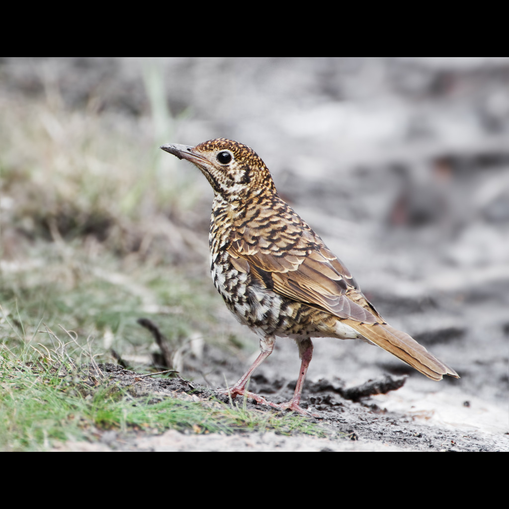 Bassian Thrush