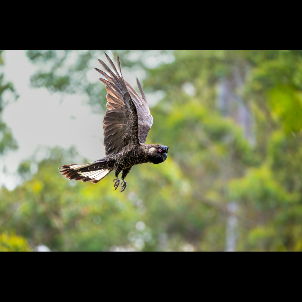 Baudin's Black-Cockatoo