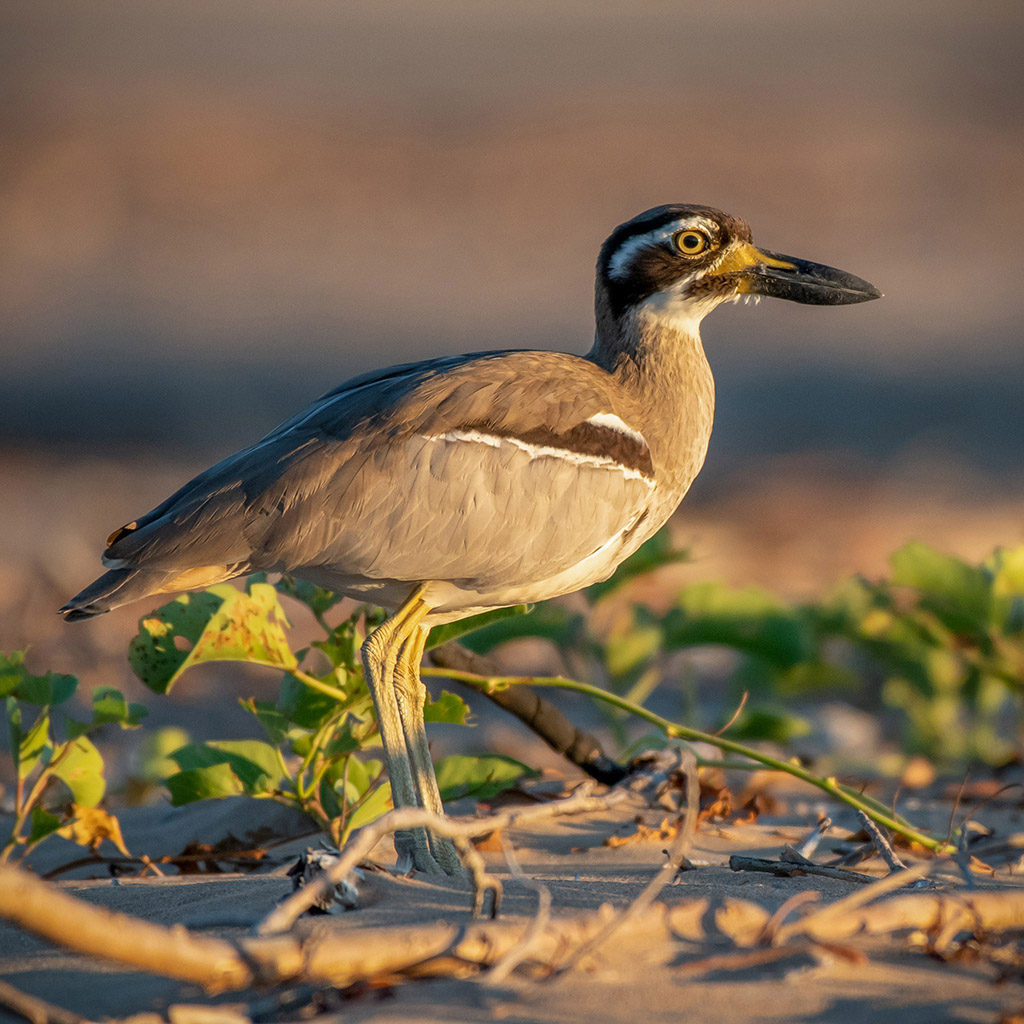 Beach Stone-curlew
