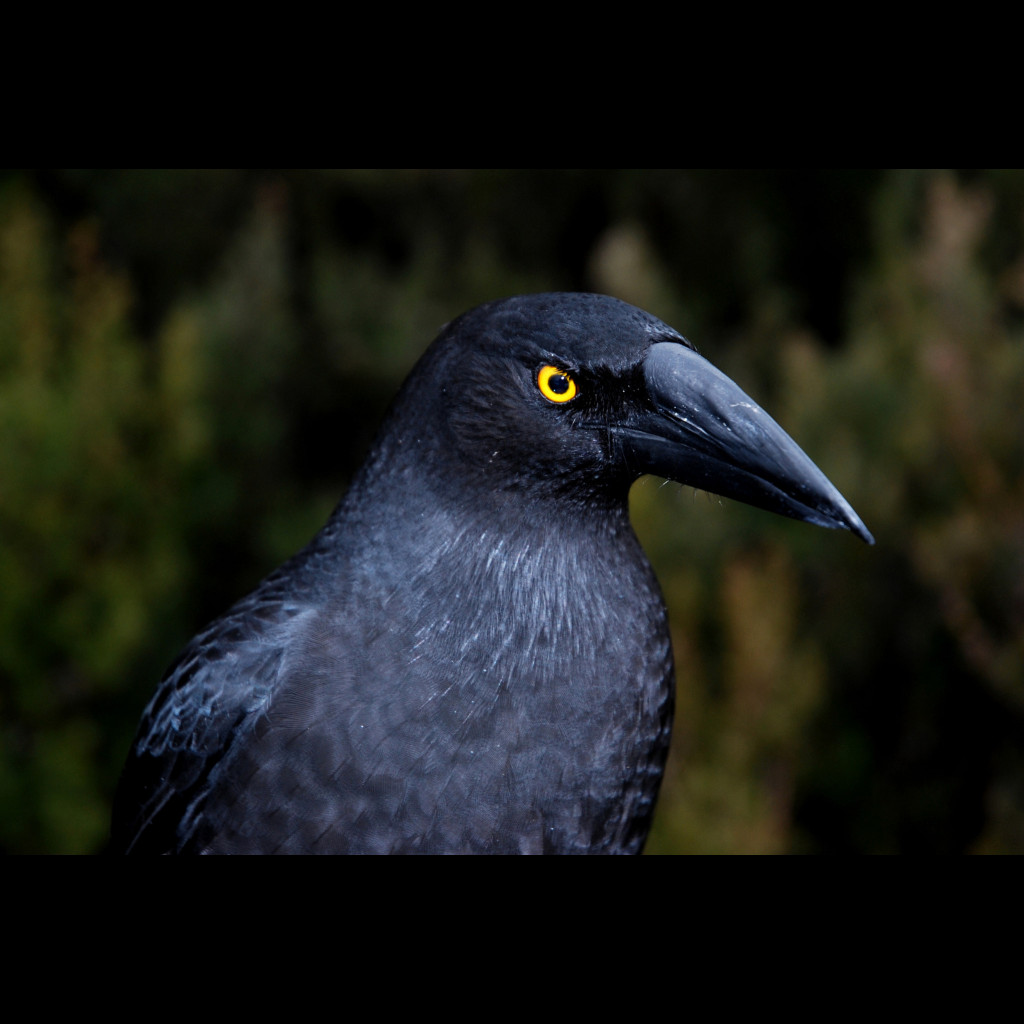 Black Currawong