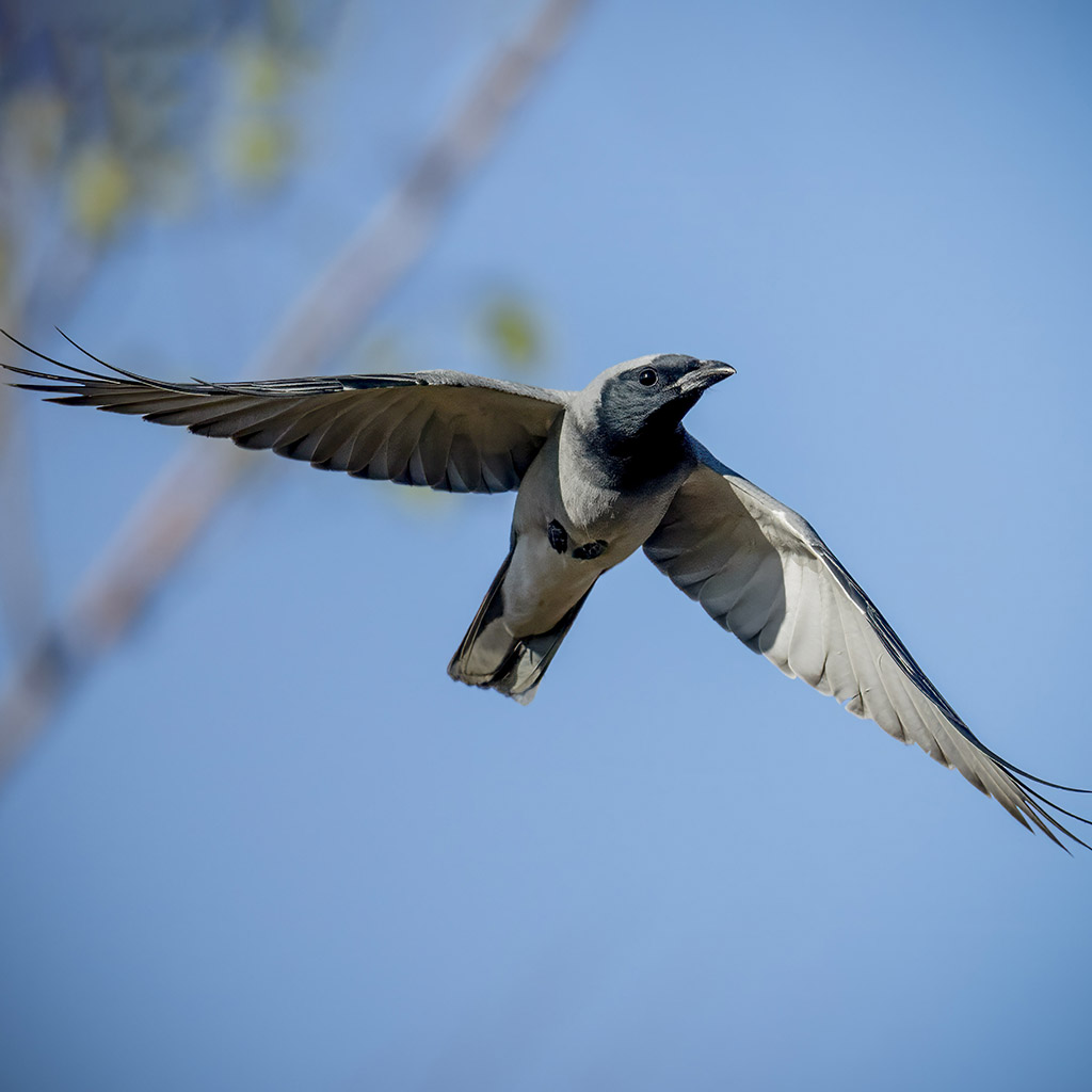 Black-faced Cuckoo-shrike