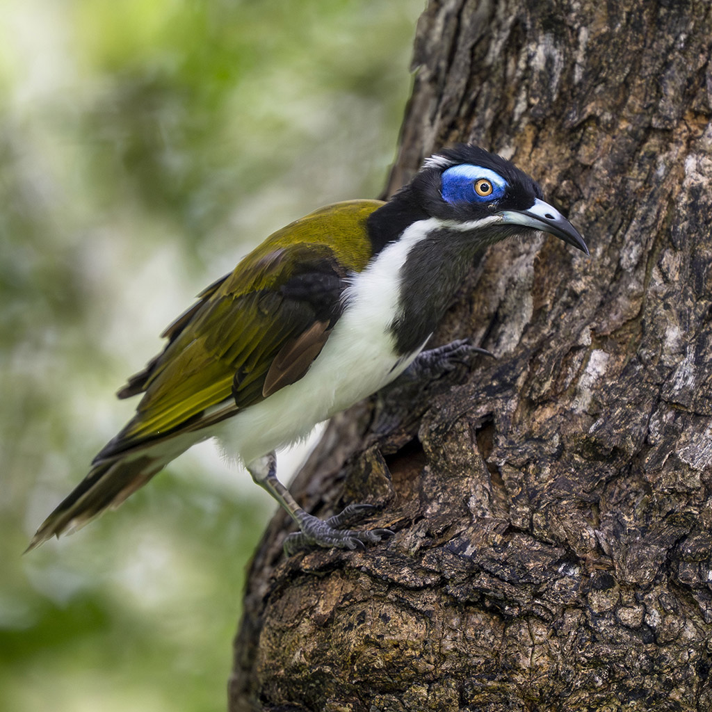 Blue-faced Honeyeater