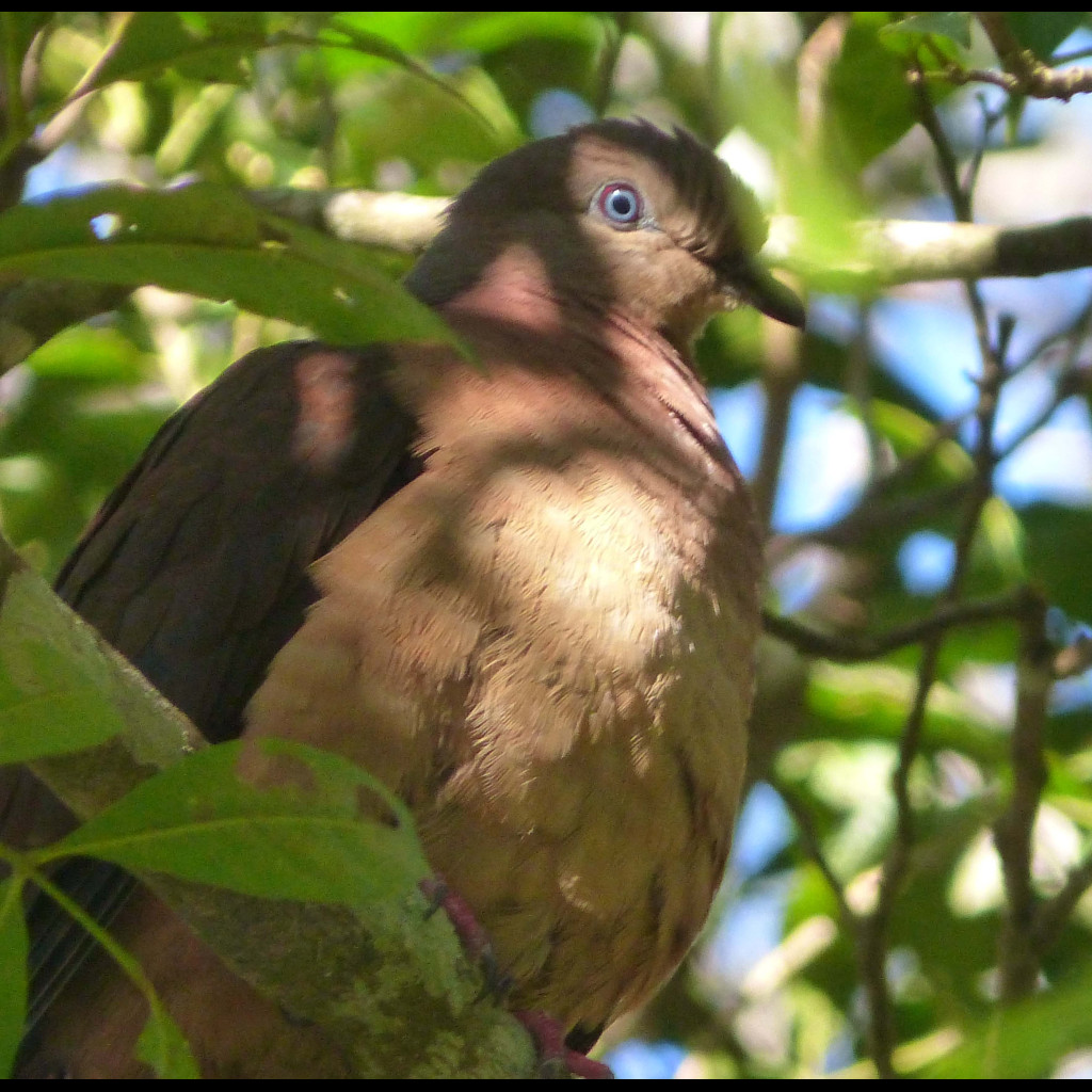 Brown Cuckoo-Dove