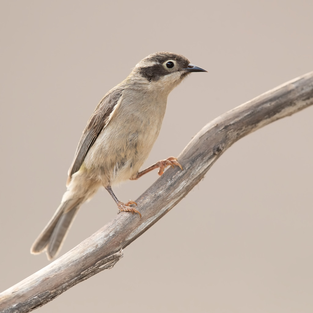 Brown-headed Honeyeater