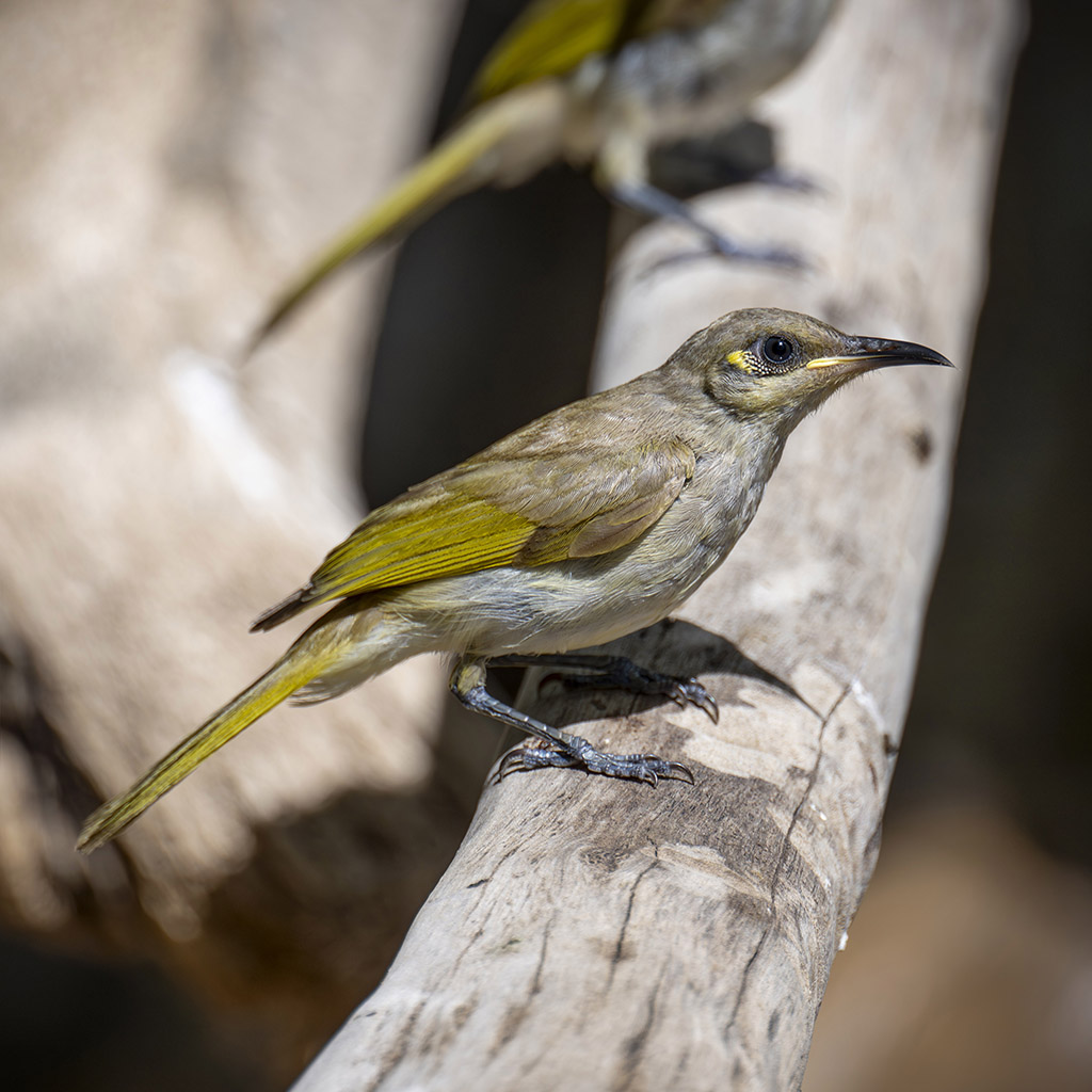 Brown Honeyeater