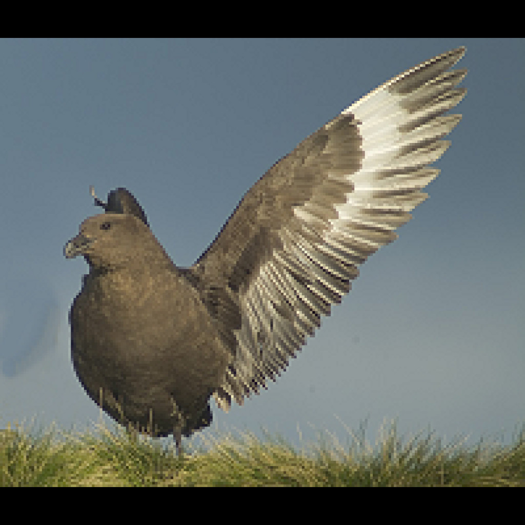 Brown Skua
