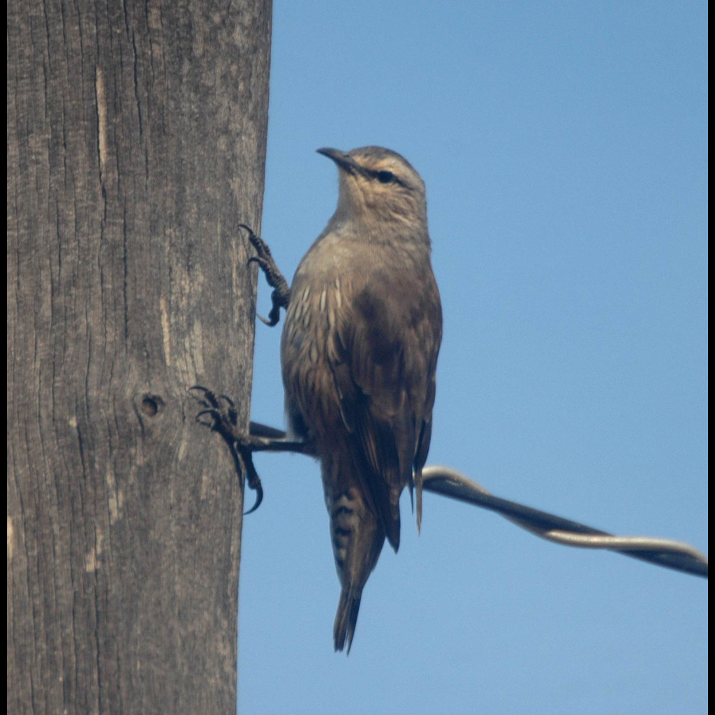 Brown Treecreeper