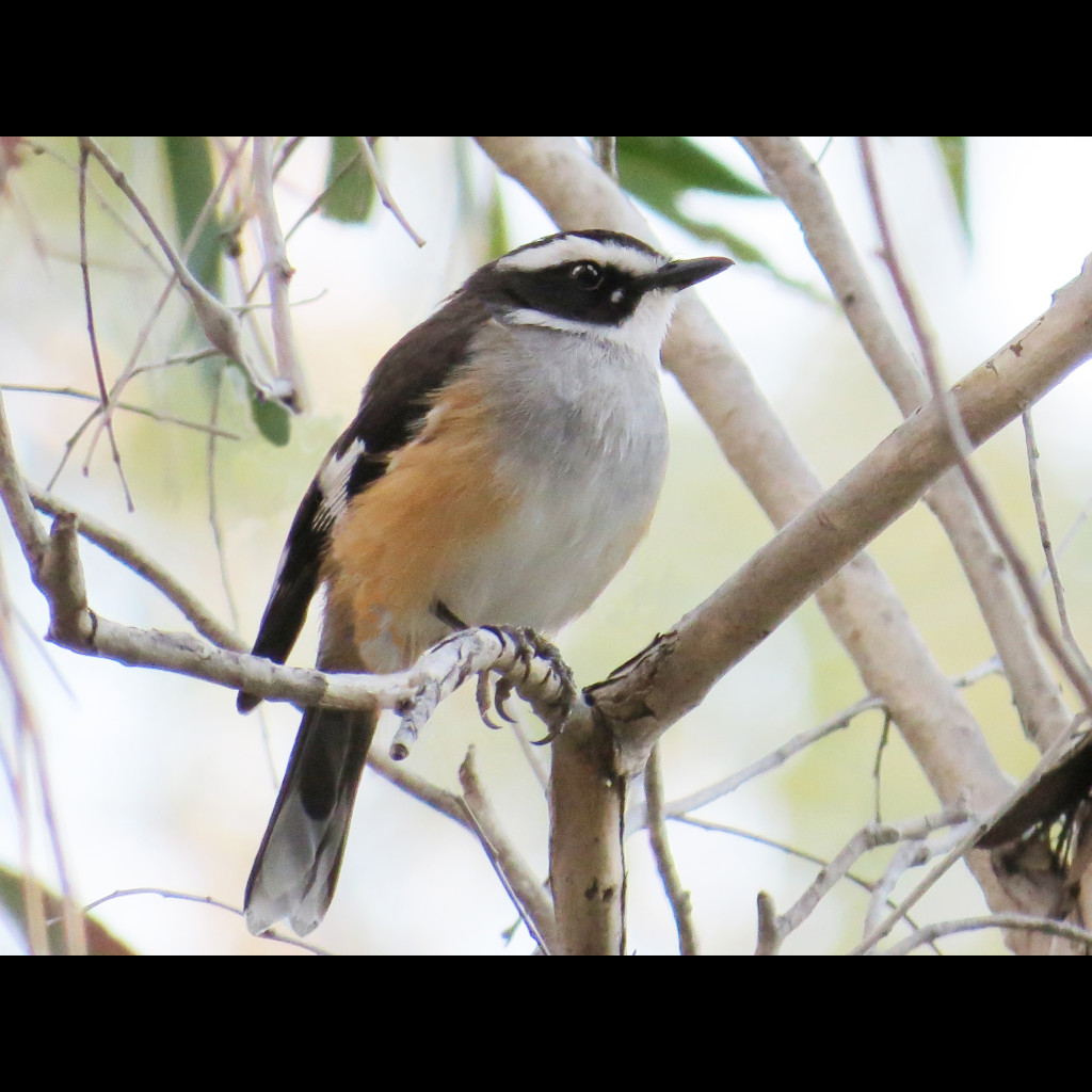 Buff-sided Robin