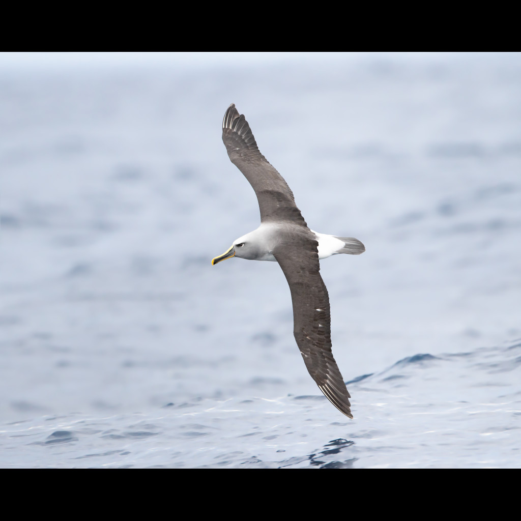 Buller's Albatross