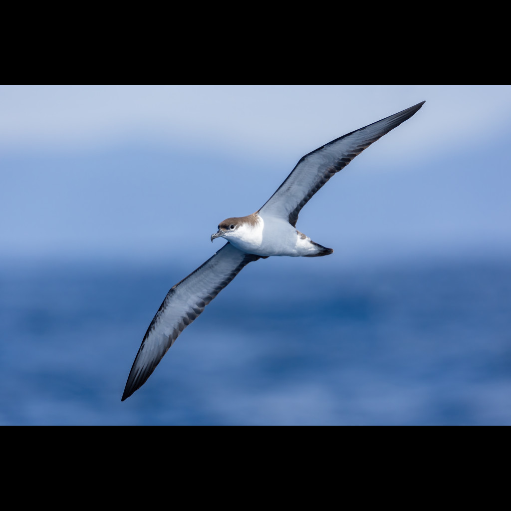 Buller's Shearwater