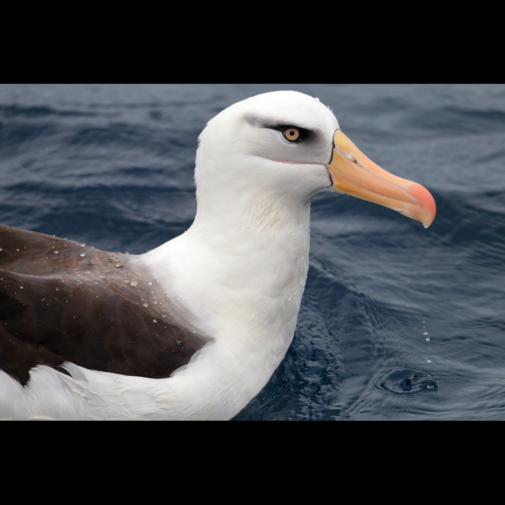 Campbell Albatross