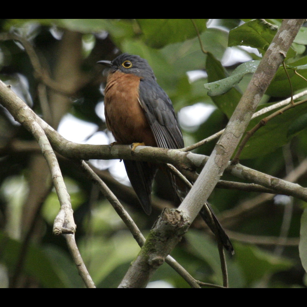 Chestnut-breasted Cuckoo