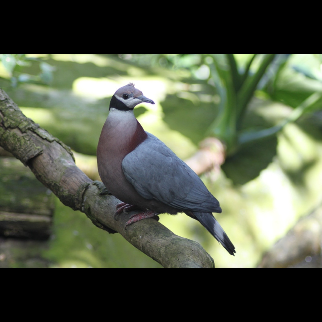 Collared Imperial-Pigeon