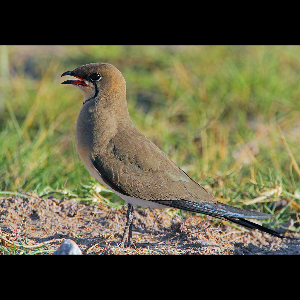 Collared Pratincole