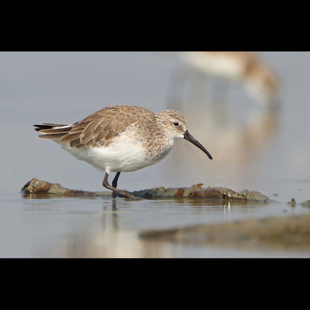 Curlew Sandpiper