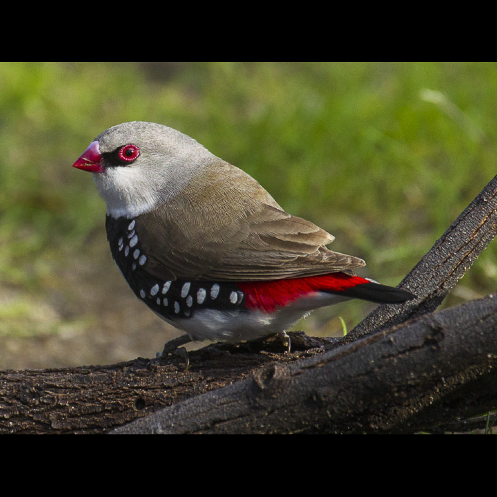 Diamond Firetail