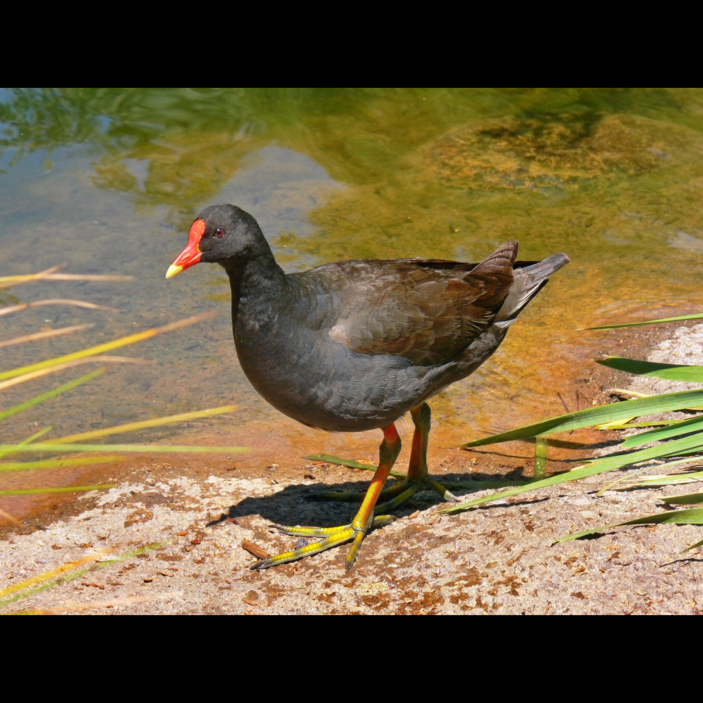 Dusky Moorhen