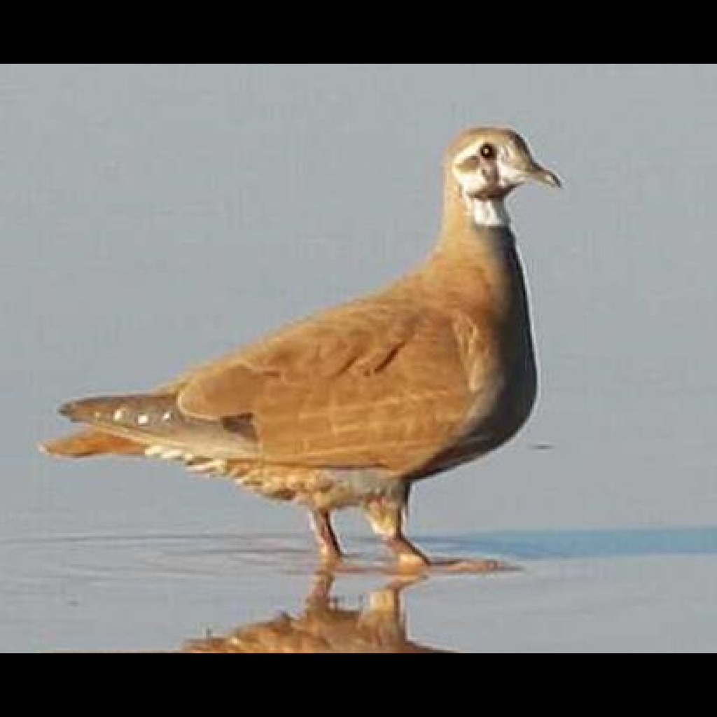 Flock Bronzewing
