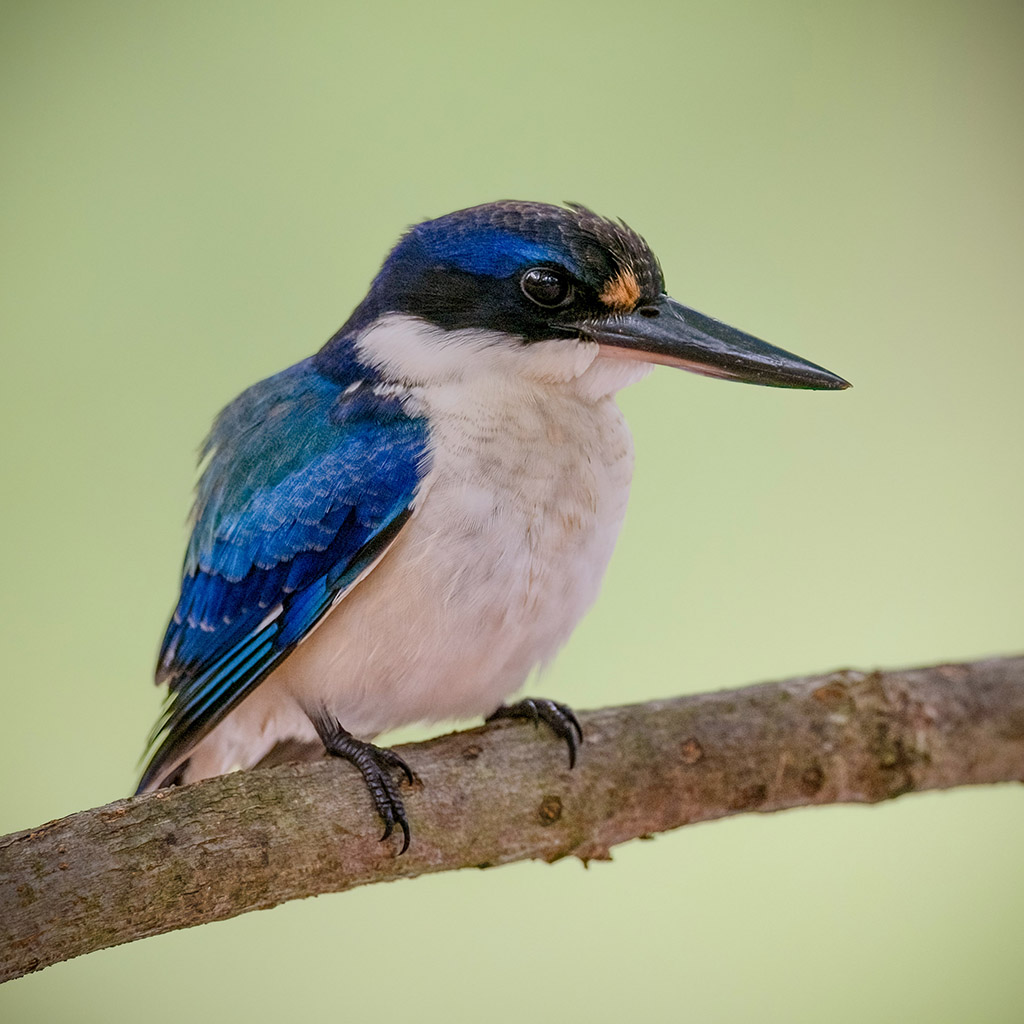 Forest Kingfisher
