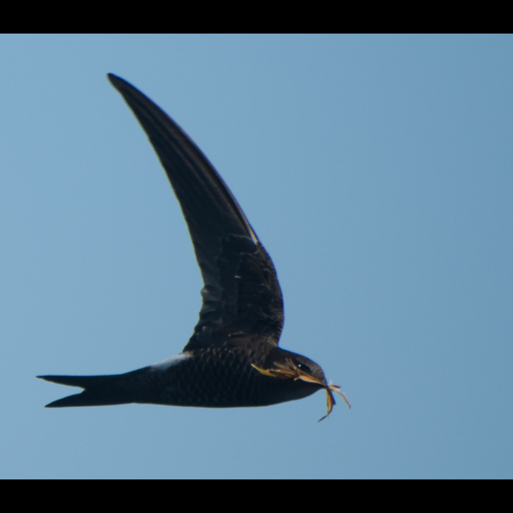 Fork-tailed Swift