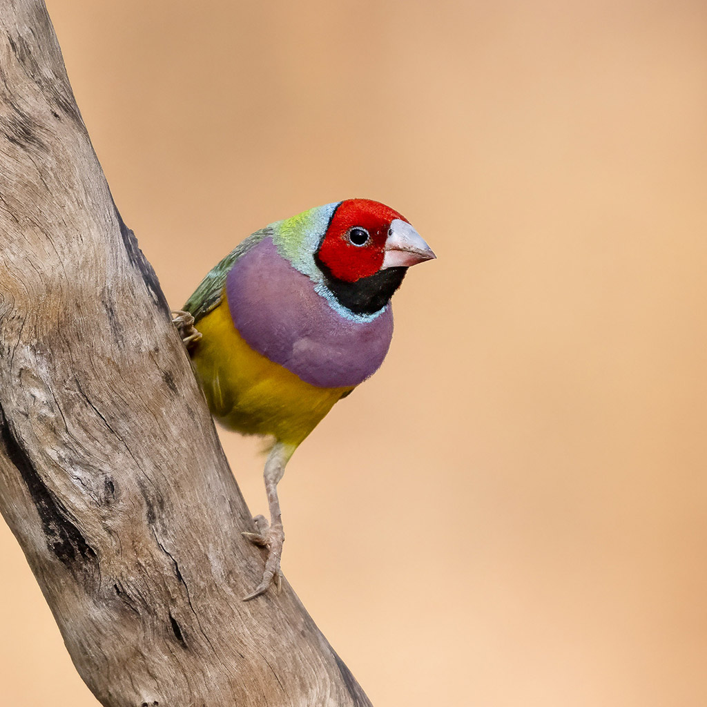 Gouldian Finch