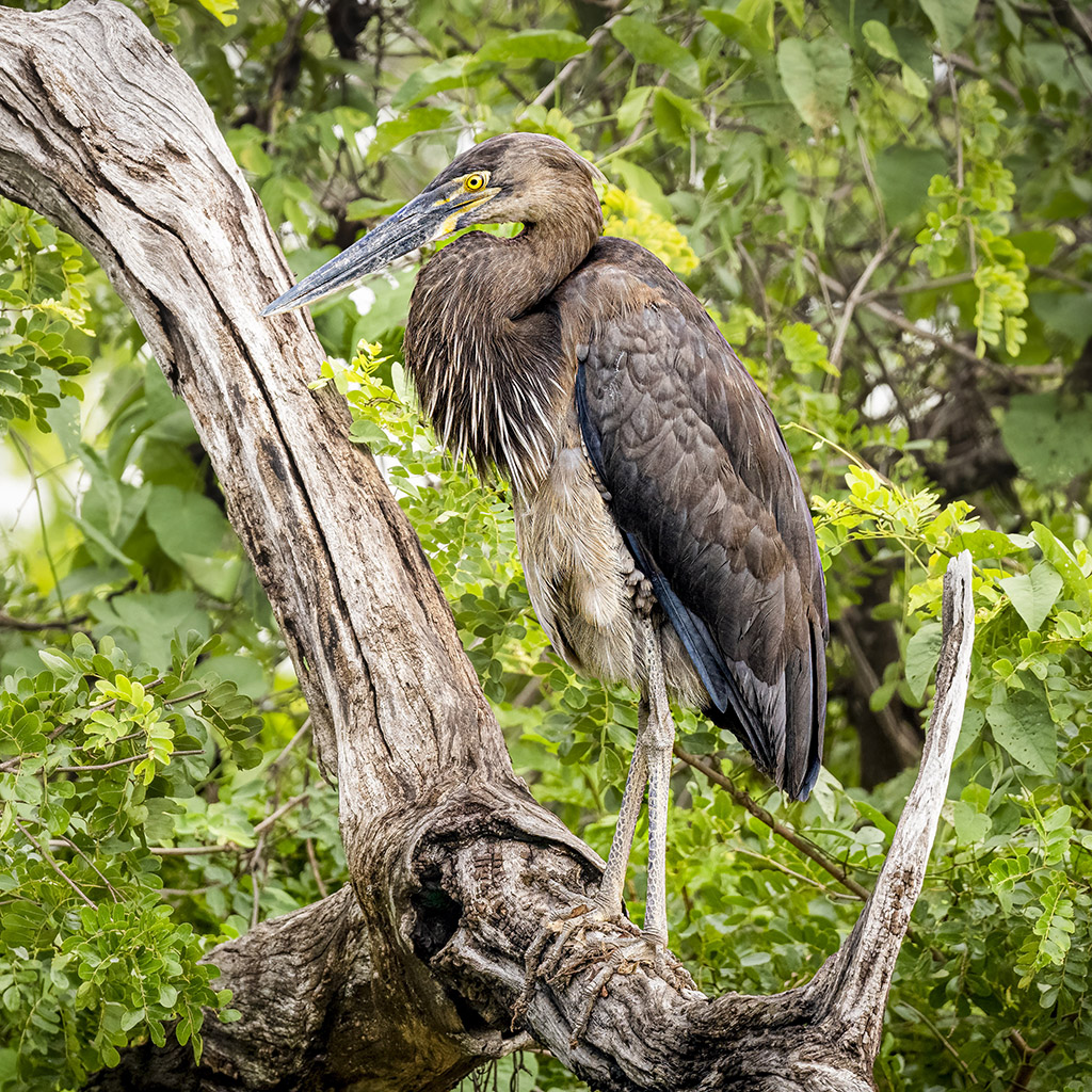 Great-billed heron