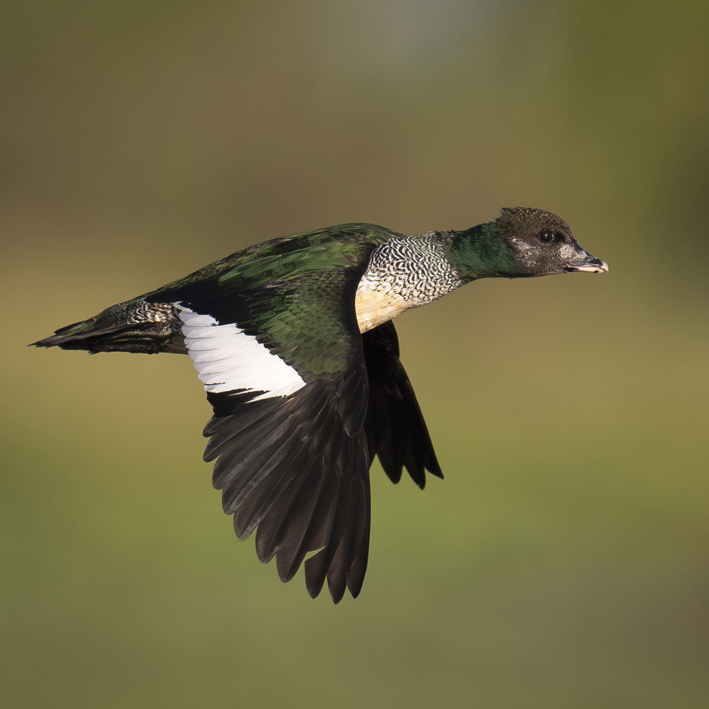 Green Pygmy Goose