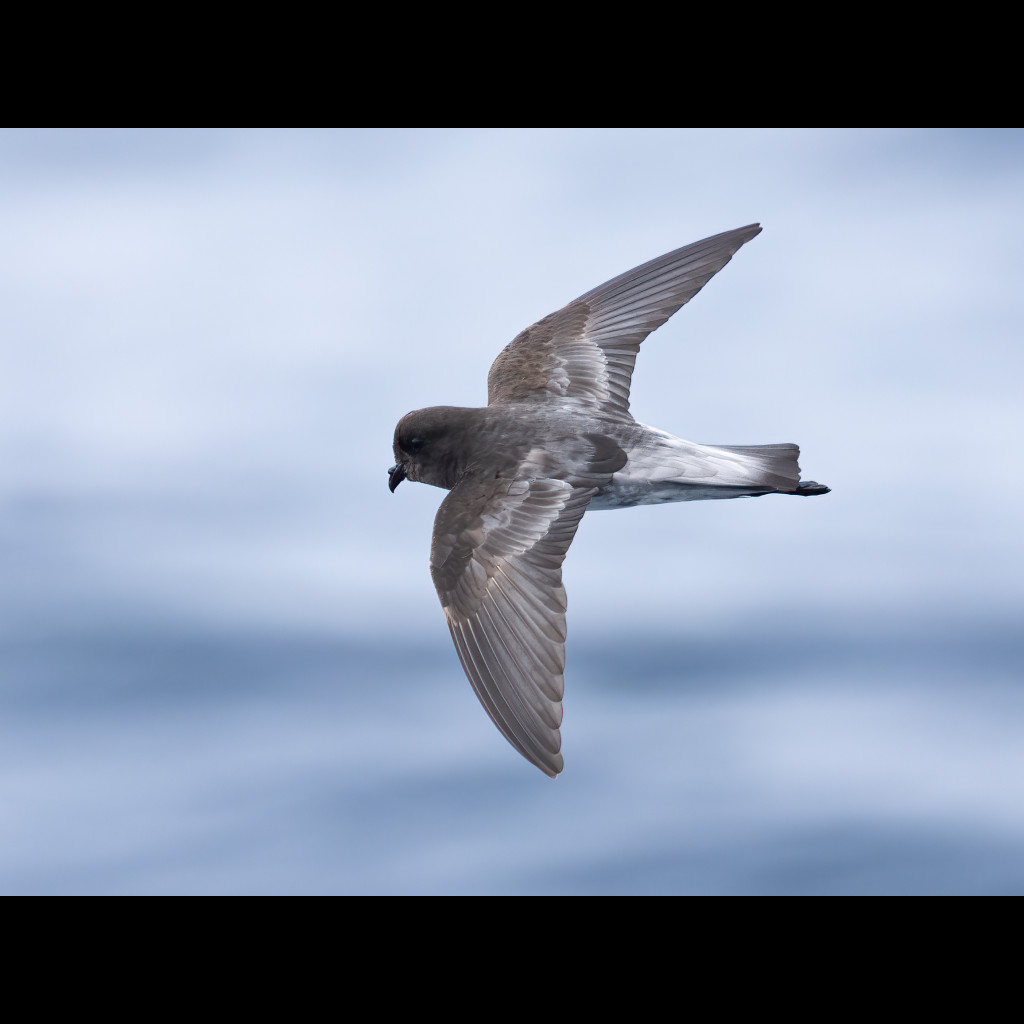 Grey-backed Storm-Petrel