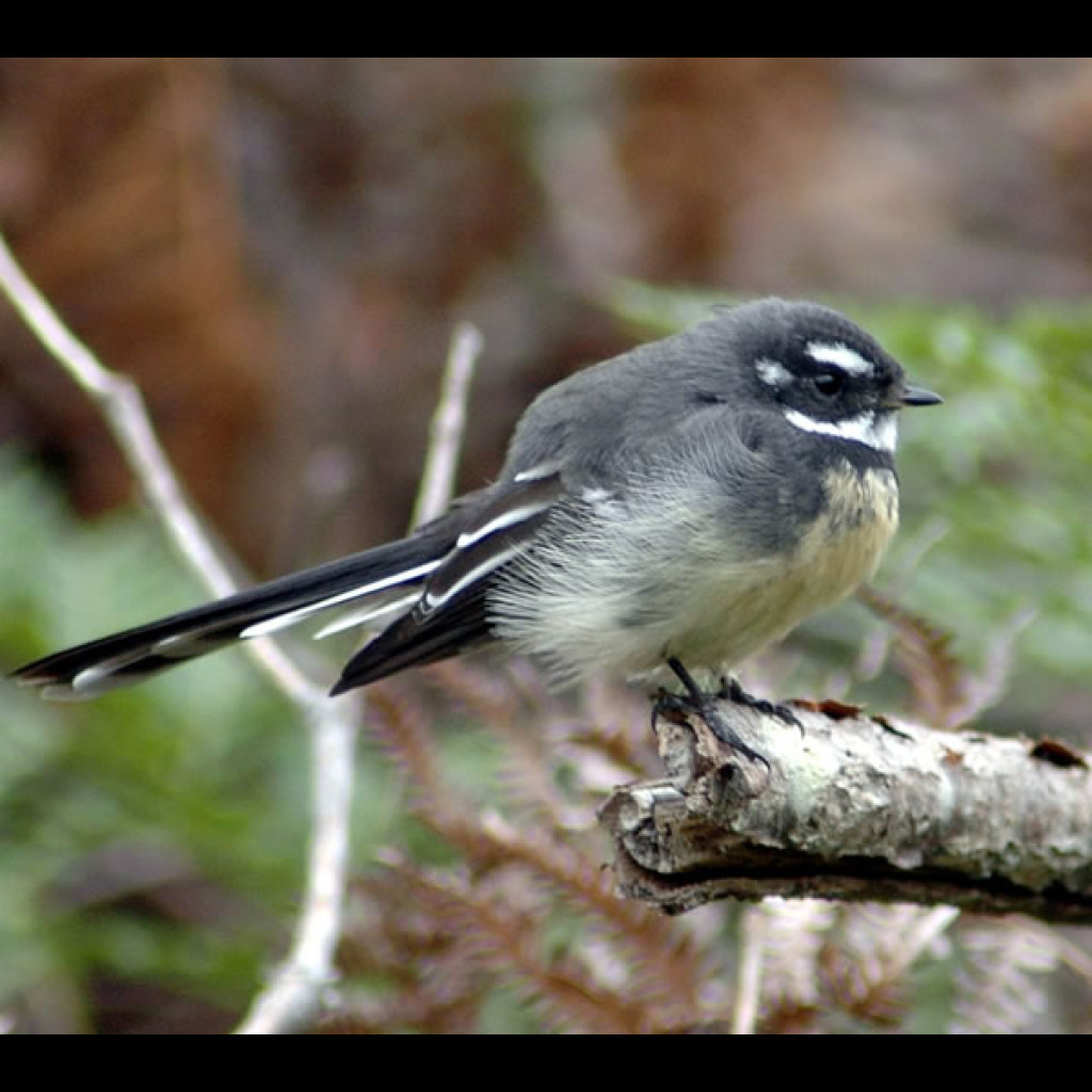 Grey Fantail