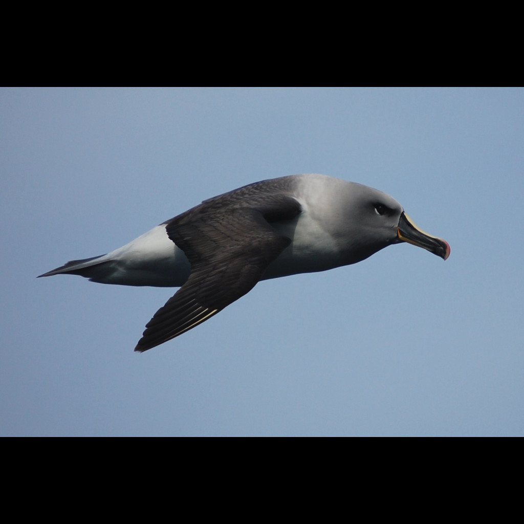 Grey-headed Albatross