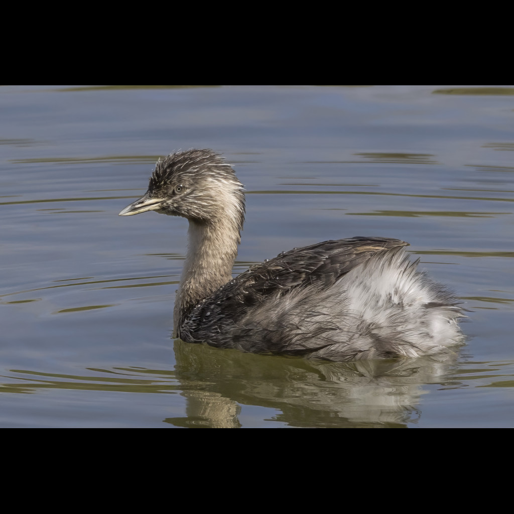 Hoary-headed Grebe
