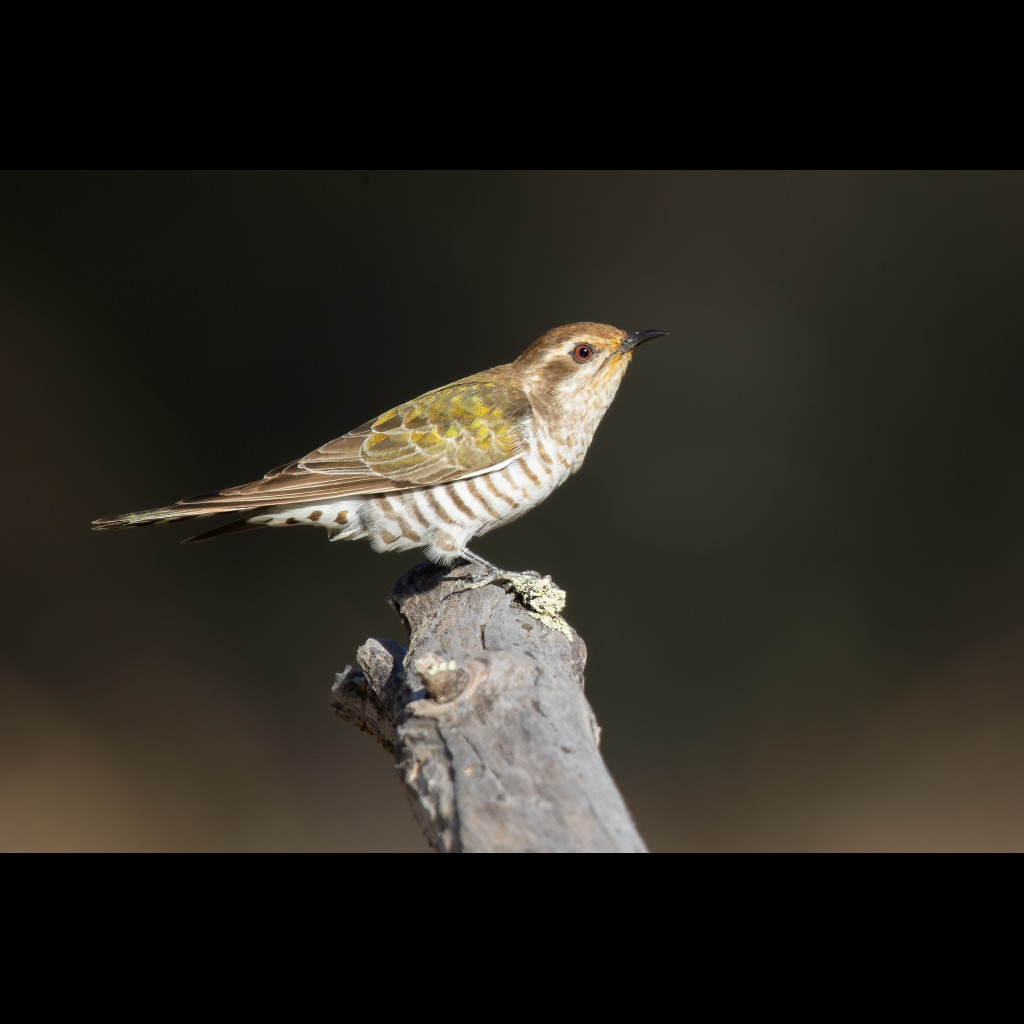 Horsfield's Bronze-Cuckoo