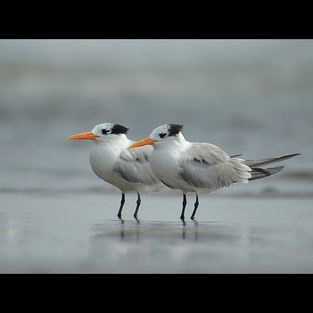 Lesser Crested Tern