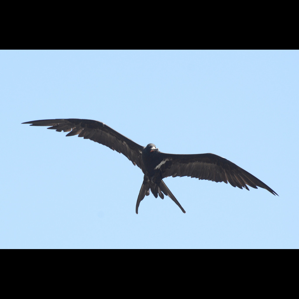 Lesser Frigatebird