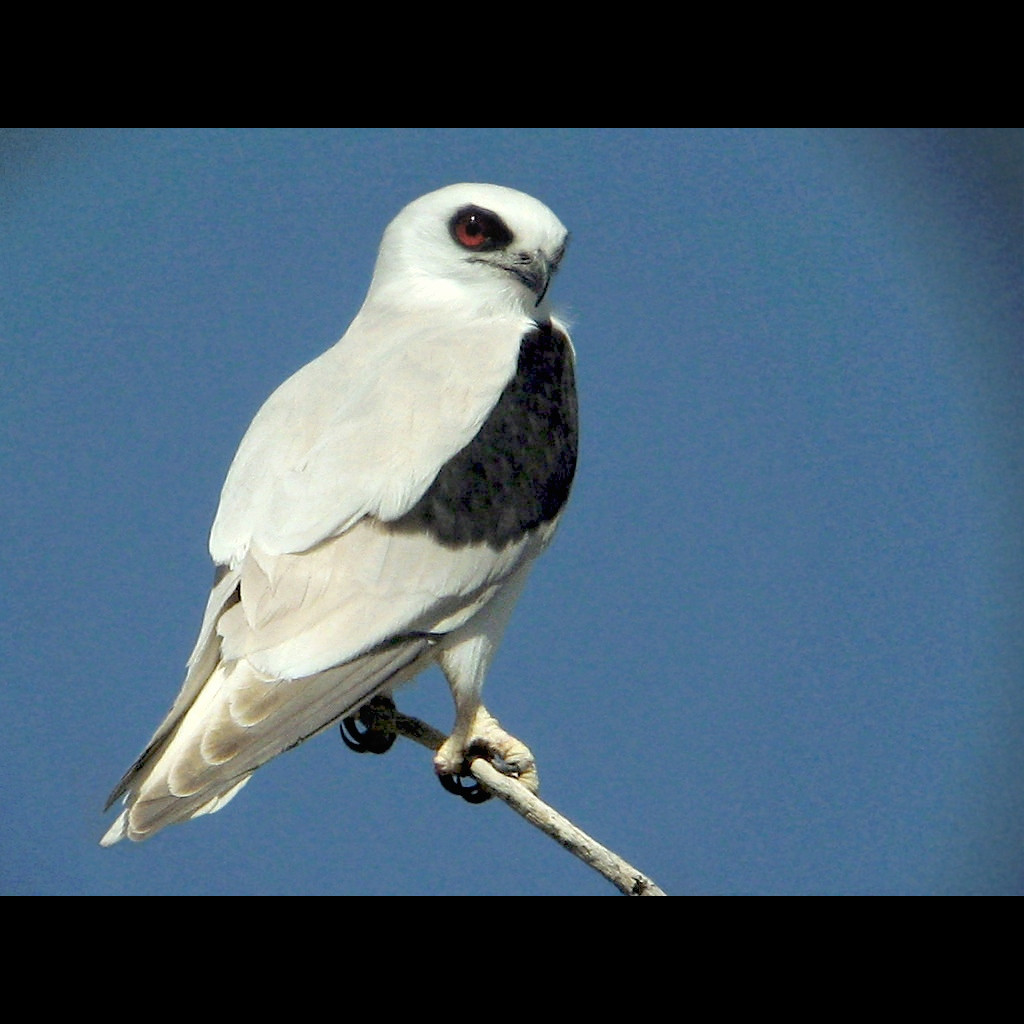 Letter-winged Kite