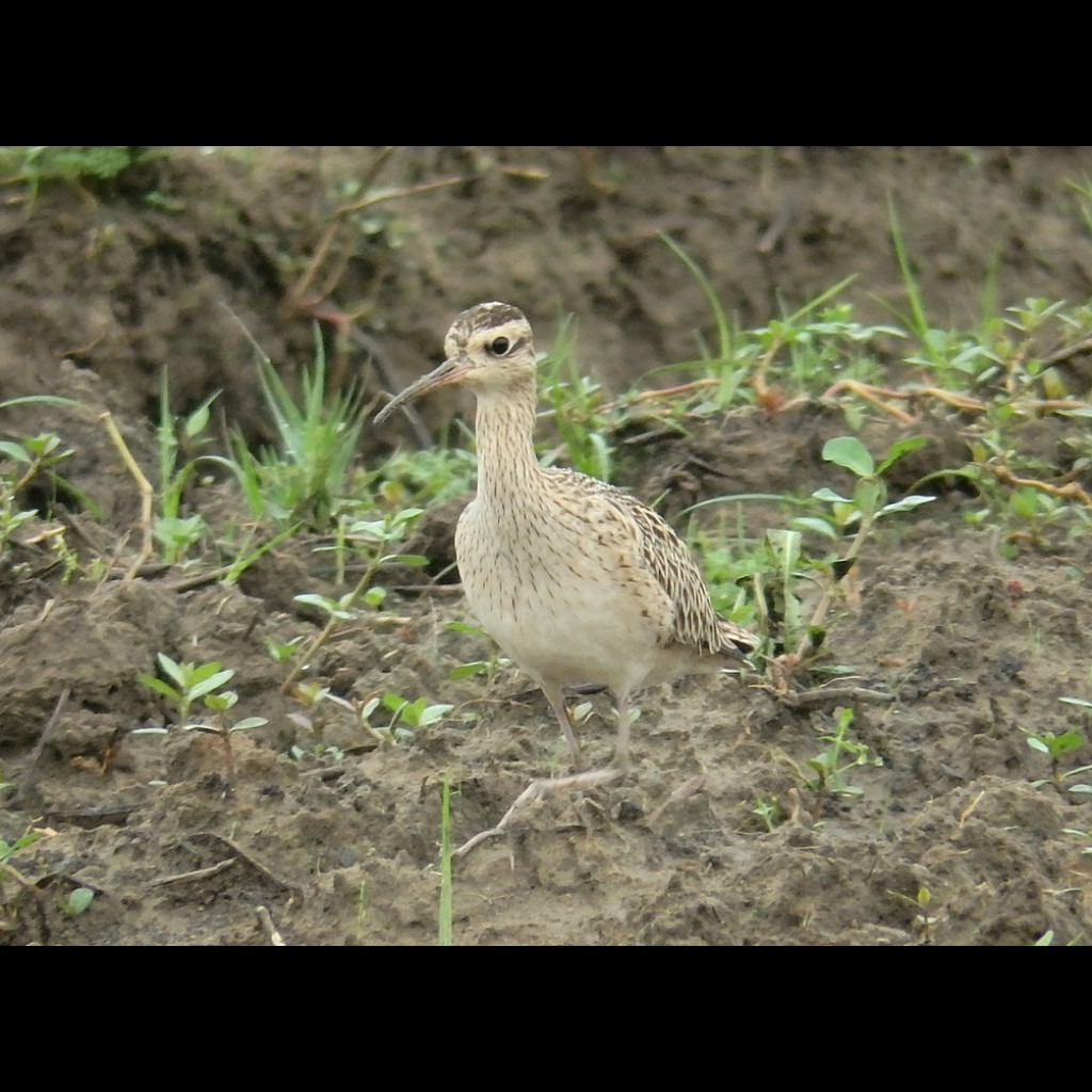 Little Curlew